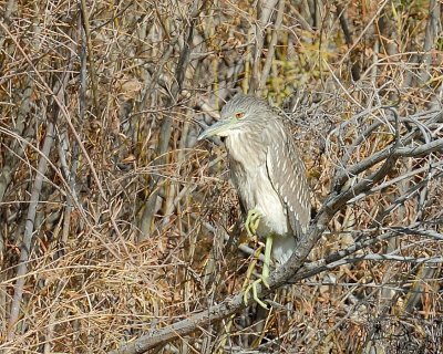 Black-crowned Night-heron juvenile