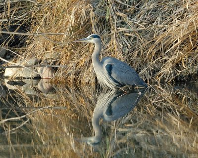 Great Blue Heron