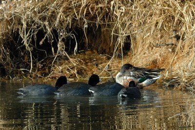 Northern Shoveler and American Coot