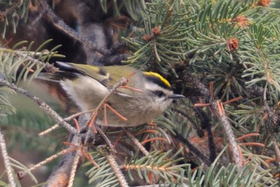 Golden-crowned Kinglet