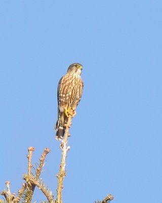 Merlin