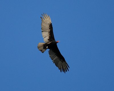 Turkey Vulture