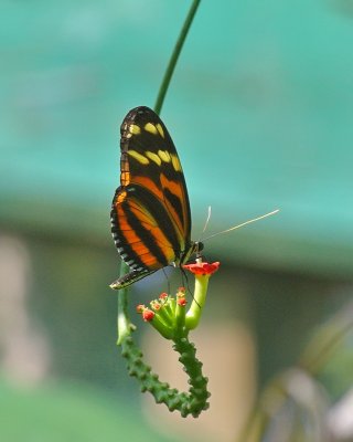 Queen Longwing