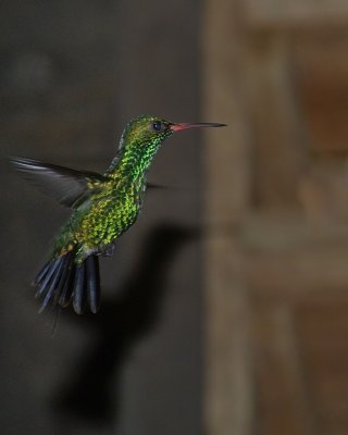 Canivet's Emerald Hummingbird male