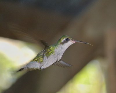 Canivet's Emerald Hummingbird female
