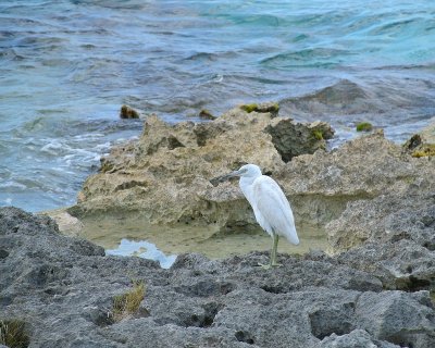 Snowy Egret juvenile