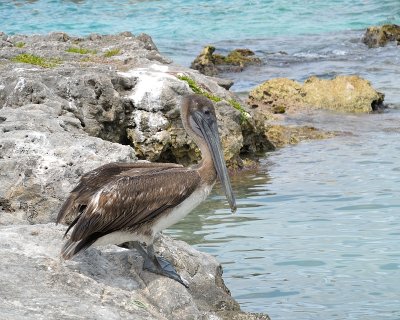Brown Pelican immature