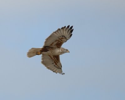 Ferrugenious Hawk