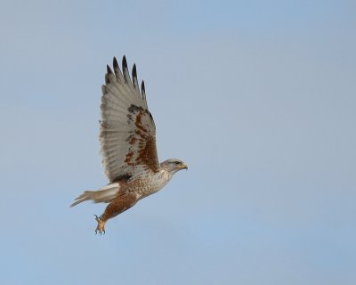 Ferrugenious Hawk