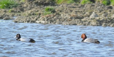 Lesser Scaup and Redhead