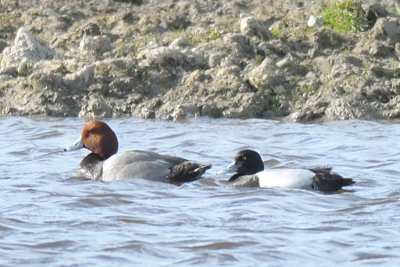 Lesser Scaup and Redhead