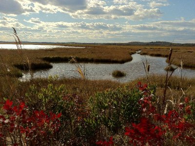 Plum Island