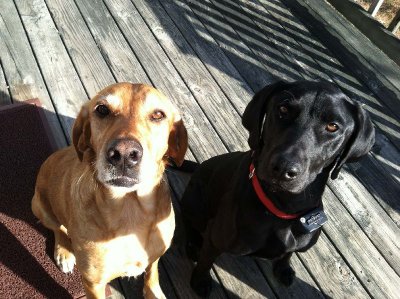 Ruby and Ranger in TN