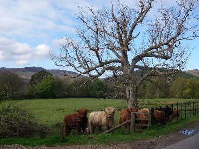 Highland Cattle on Island of Aran