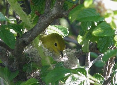 Yellow Warbler building her nest on Star