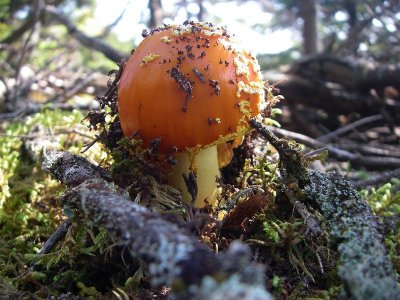 Puzzle Mountain Hike - Mushroom
