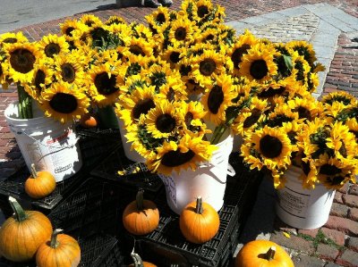 Sunflowers