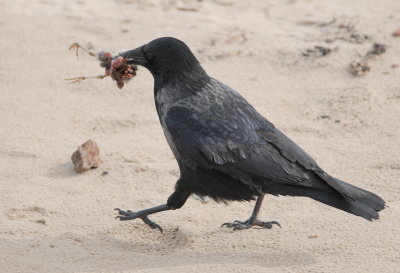 hybride bonte x zwarte kraai - hybrid black x hooded crow