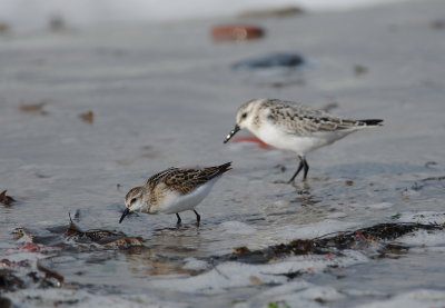 kleine strandloper - little stint