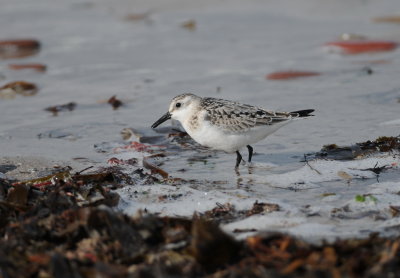 drieteenstrandloper - sanderling