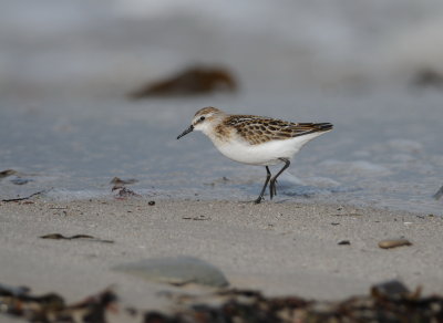 kleine strandloper - little stint