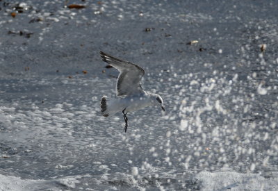 zwartkopmeeuw - Mediterenean gull