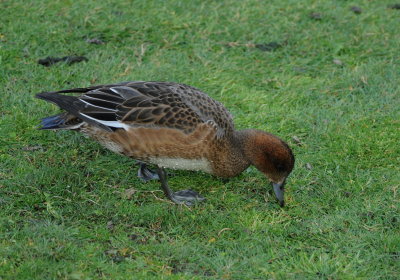 smient - Eurasian wigeon