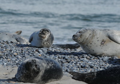 gewone zeehond - common seal
