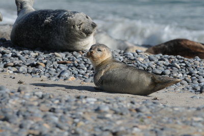 gewone zeehond - common seal