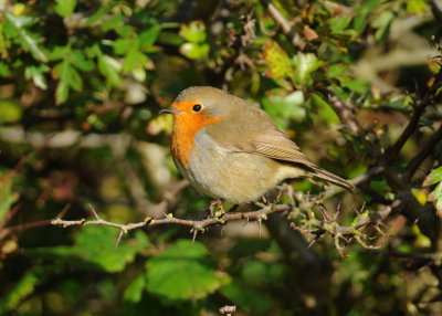roodborst - red robin