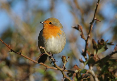 roodborst - red robin