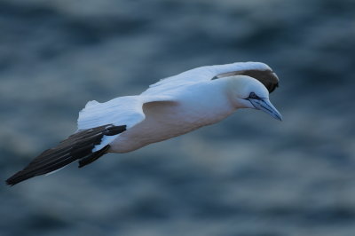 jan van gent - gannet