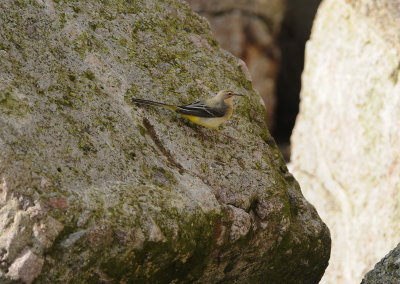 grote gele kwikstaart - grey wagtail