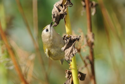 goudhaan - goldcrest