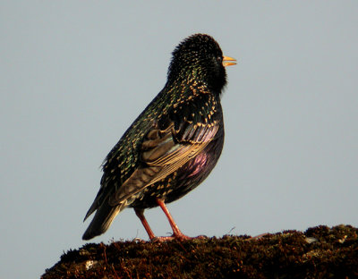European Starling