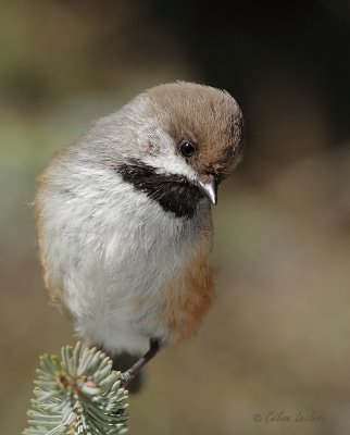 Msange  tte brune_6412 - Boreal Chickadee