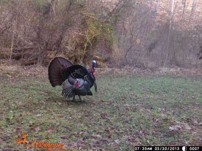 Turkey hunt, Bristol, TN opening day 3-30-2013