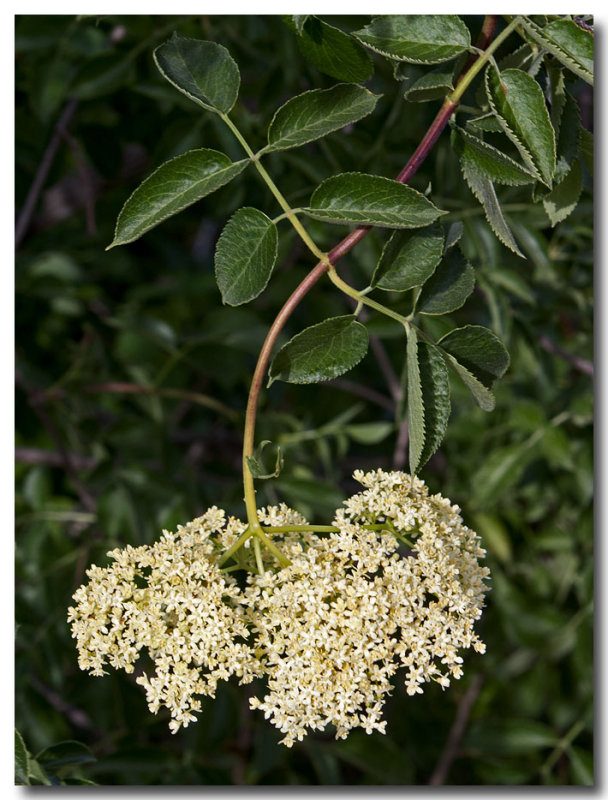 Blue elderberry