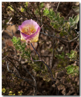 Plummer's mariposa lily