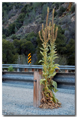 Common mullein