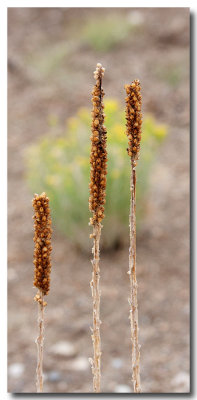Common mullein