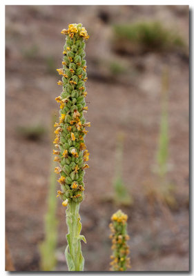 Common mullein