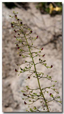 Bee plant