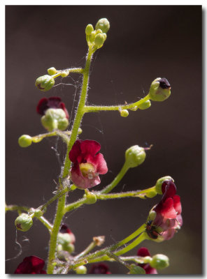 Bee plant