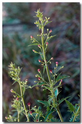 Bee plant