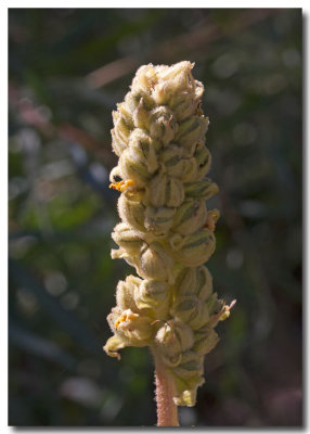 Figwort