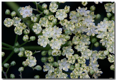 Blue elderberry