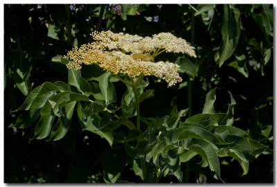 Blue elderberry