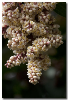 Sugar sumac