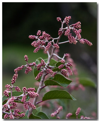 Sugar sumac